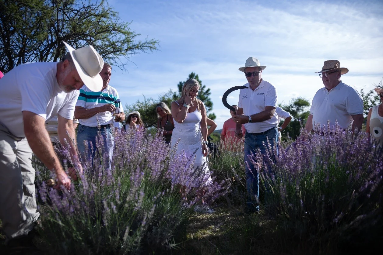 lavanda 2